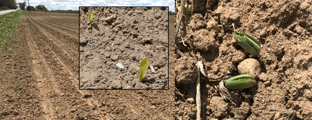 Emergence of early-planted corn (left) and soybean (right).